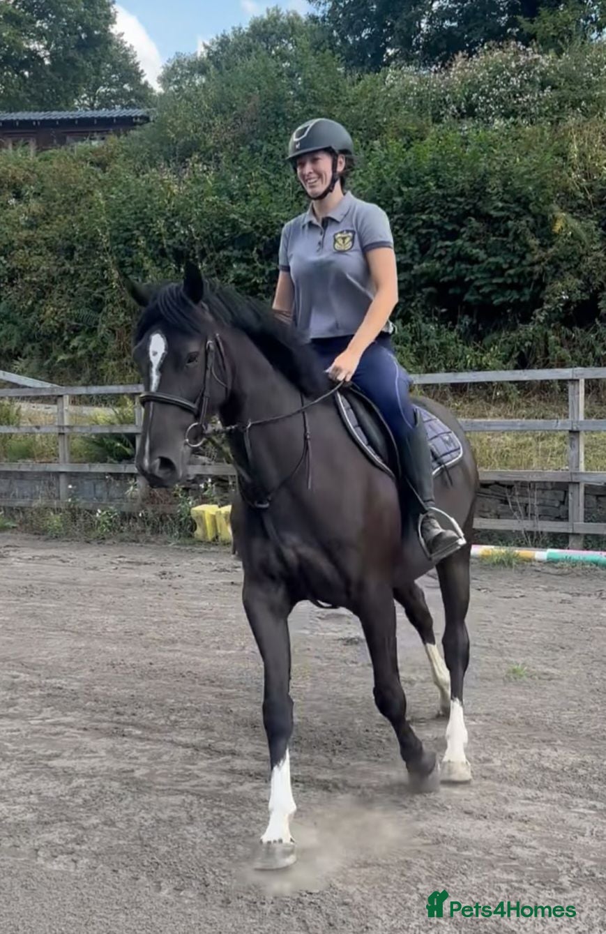 British Warmblood horses Beautiful black warmblood mare with golden temp - Advert 11