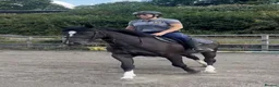British Warmblood horses for sale: Beautiful black warmblood mare with golden temp in Maesteg - Advert 1