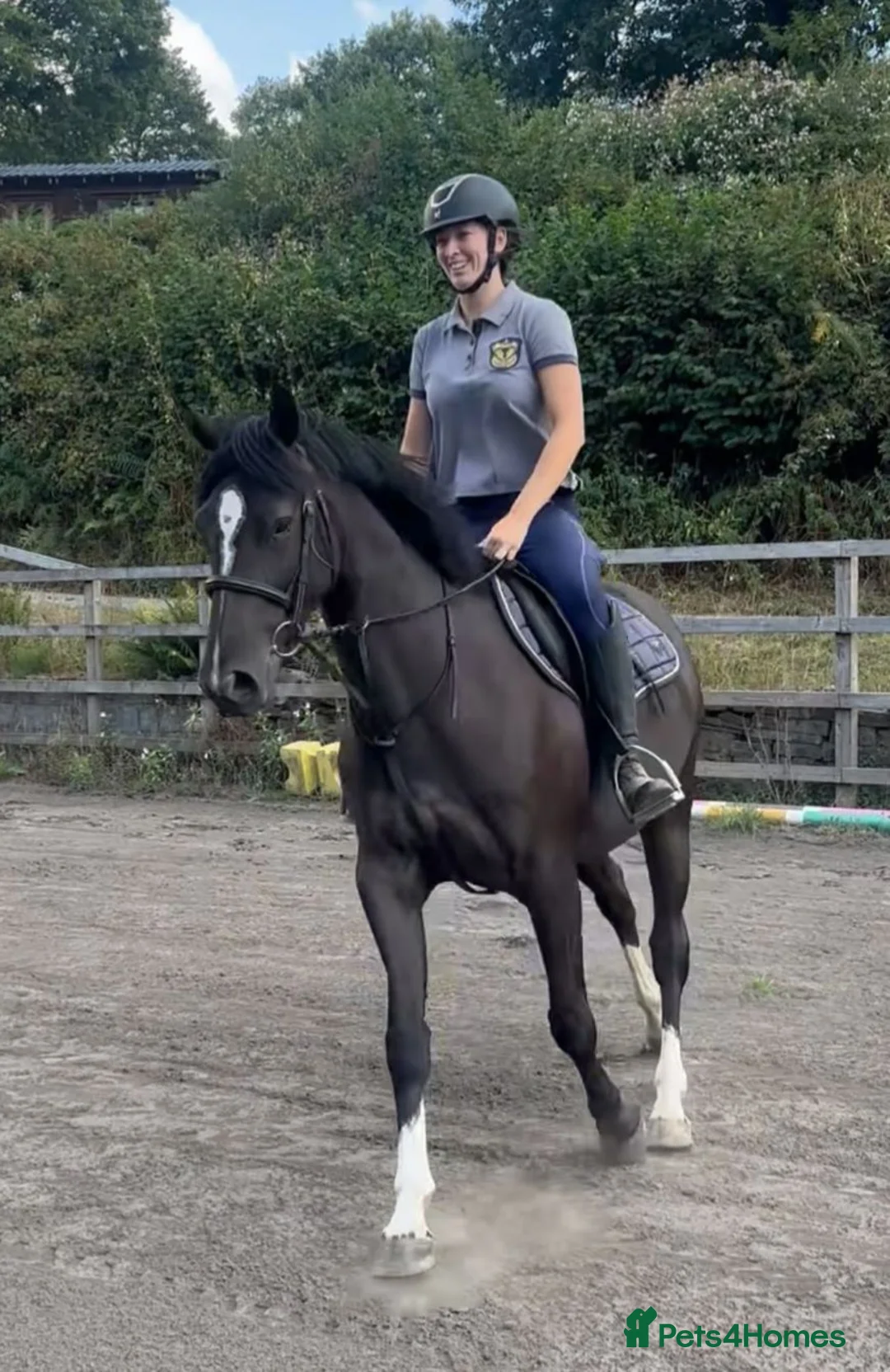 British Warmblood horses for sale: Beautiful black warmblood mare with golden temp in Maesteg - Advert 1