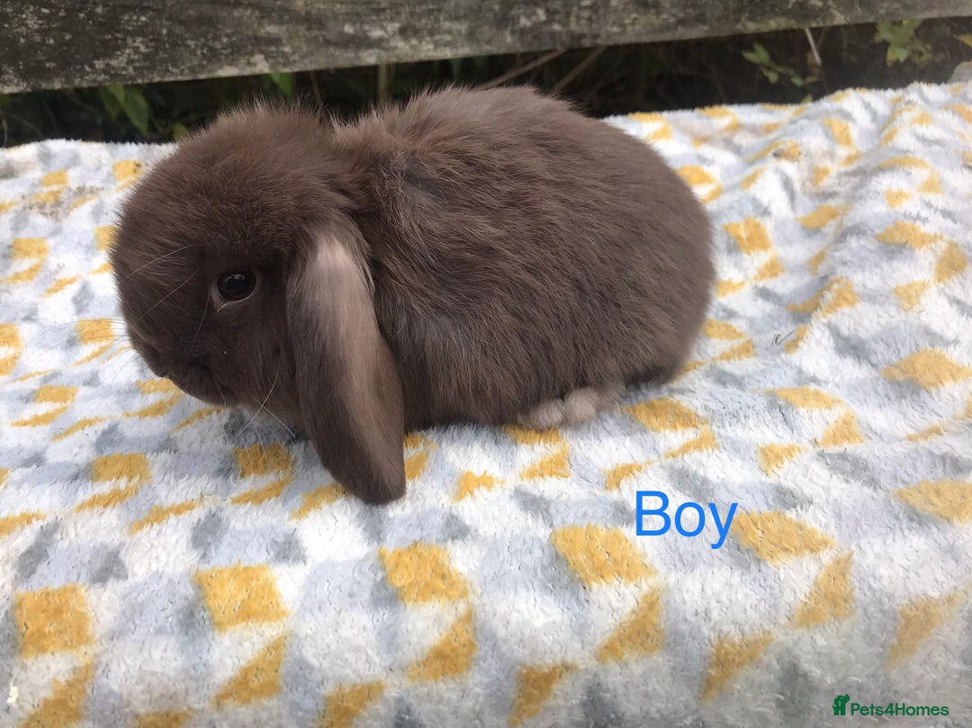 Mini Lop rabbits for sale: Beautiful mini lops  - Advert 7
