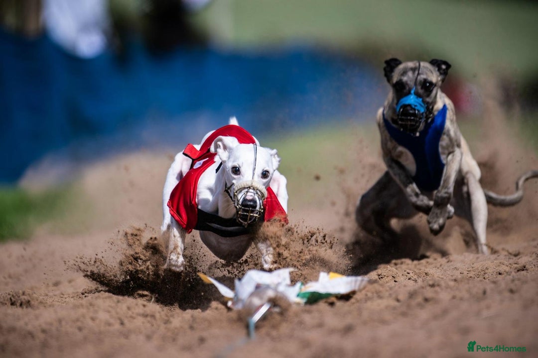 Whippet dogs for sale: Whippet pups - Advert 7