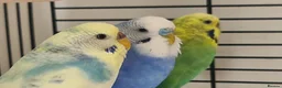 Budgerigars birds for sale: Beautiful budgies looking for a loving Home  in Aylesbury - Advert 4