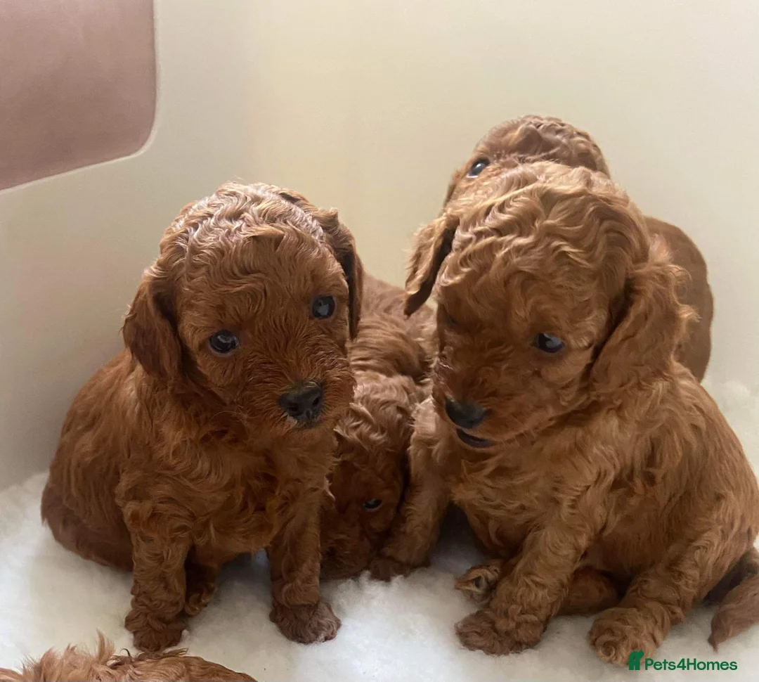 Toy Poodle dogs for stud: 🌹 RED TOY POODLE 9 INCH 2.8 KG HEALTH TESTED 🌹 in Romford - Advert 11
