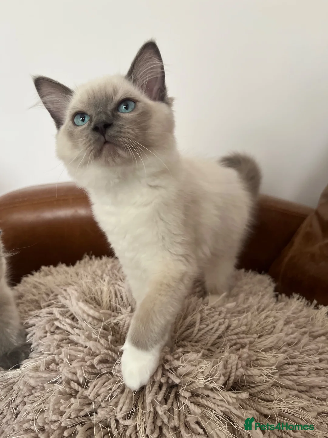 Ragdoll cats for sale: Ragdoll Kittens - ready now! 😻 in Alcester - Advert 2