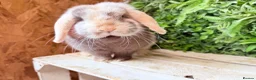 Mini Lop rabbits for sale: Mini lop doe  - Advert 1
