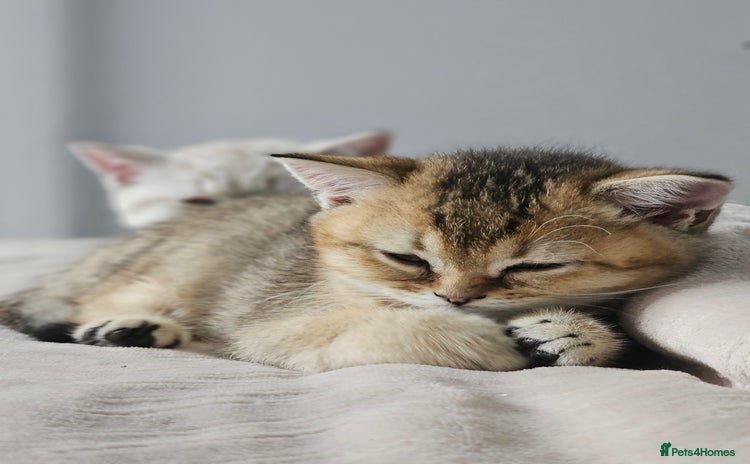British Shorthair cats in Birmingham - Advert 1