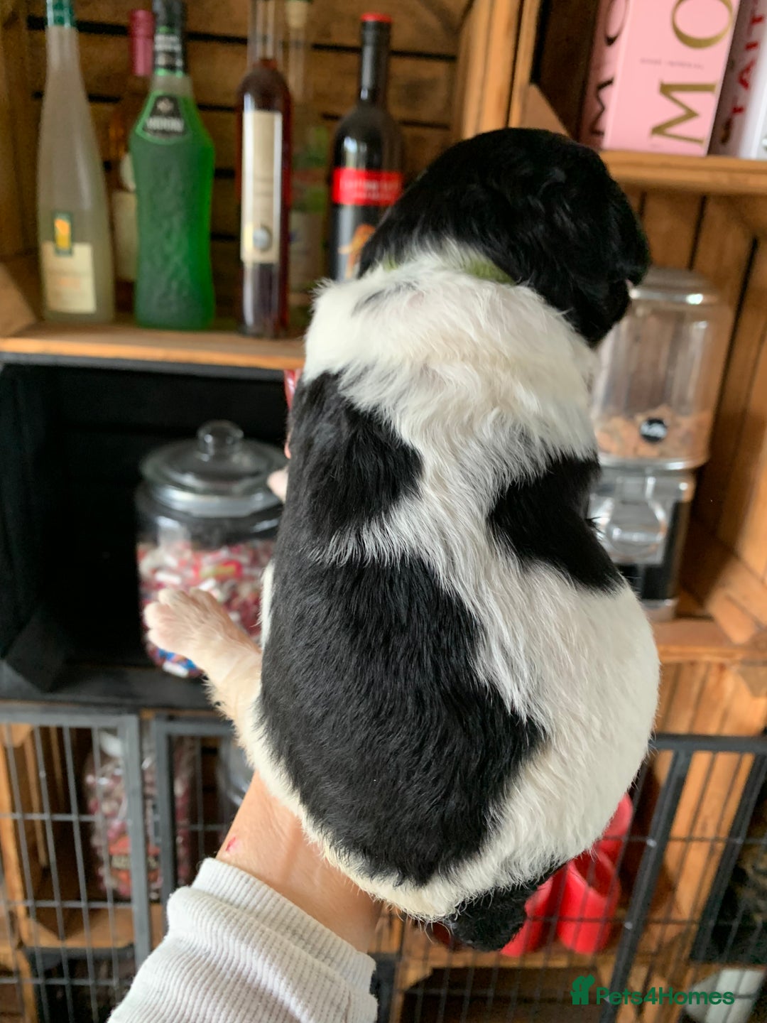 Bernedoodle dogs for sale: Standard Bernedoodle Blue Merle, Black White. - Image 25