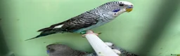 Budgerigars birds for sale: Black Wings budgies, possible split to bw/bf - Advert 4