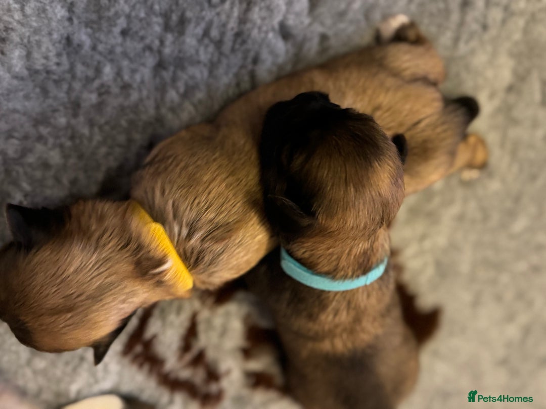 Lhasa Apso dogs for sale: Fabulous KC reg gold male Lhasa apso - Advert 9