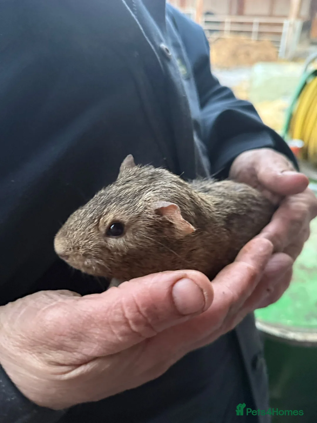 Guinea Pig rodents for sale: 20 guinea pigs for sale  - Advert 2