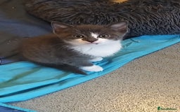 American Shorthair cats for sale: 4 gorgeous little kittens - Image 3