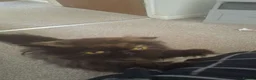 Persian cats for sale: Black Persian (Jelly) - Advert 2
