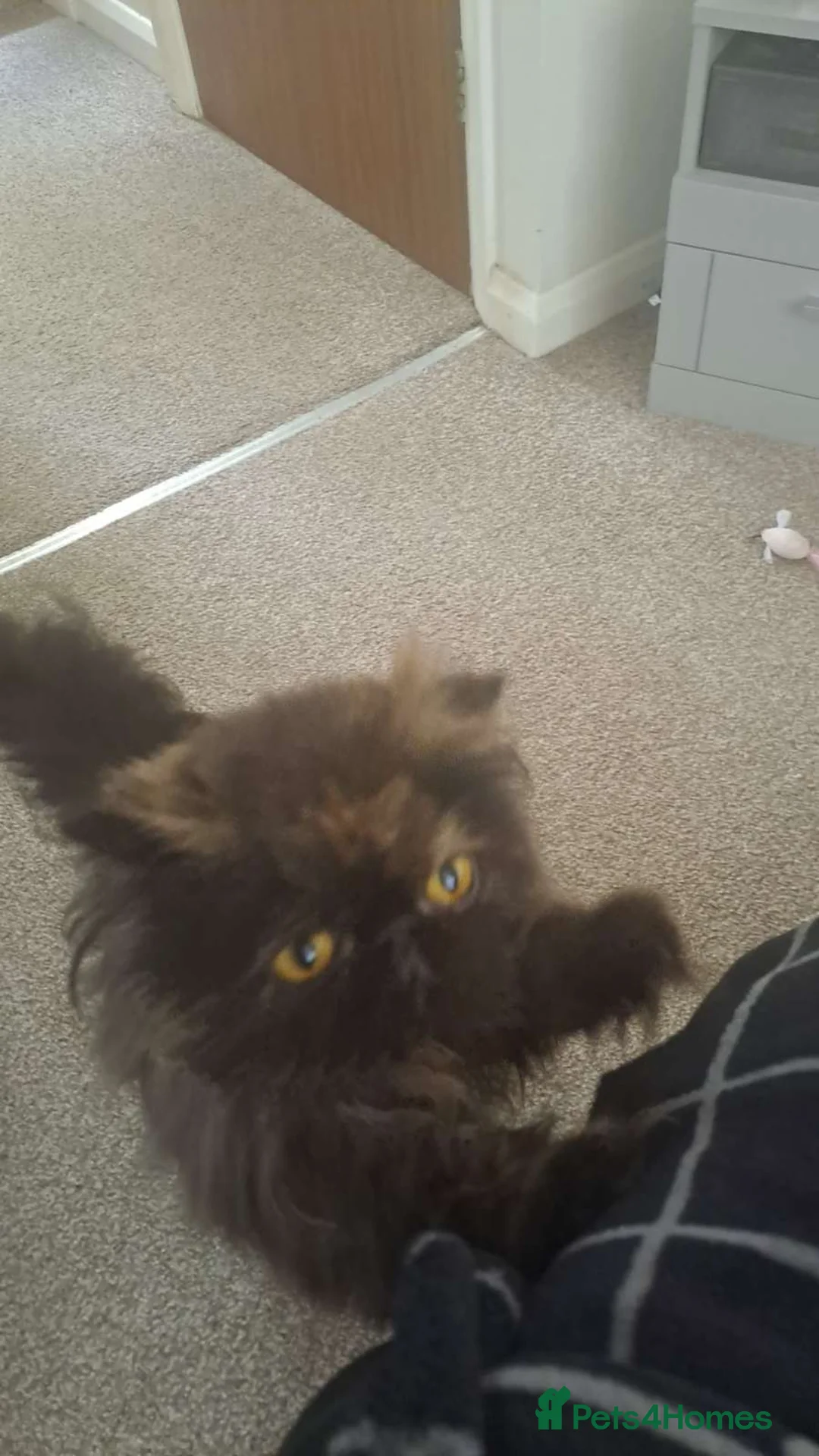 Persian cats for sale: Black Persian (Jelly) - Advert 2