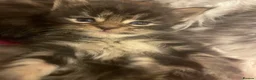 Maine Coon cats for sale: Beautiful Silver tabby Maine coon girls - Advert 4