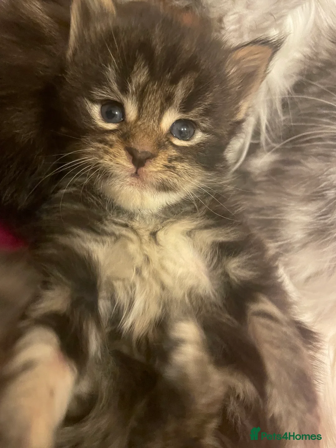 Maine Coon cats for sale: Beautiful Silver tabby Maine coon girls - Advert 4