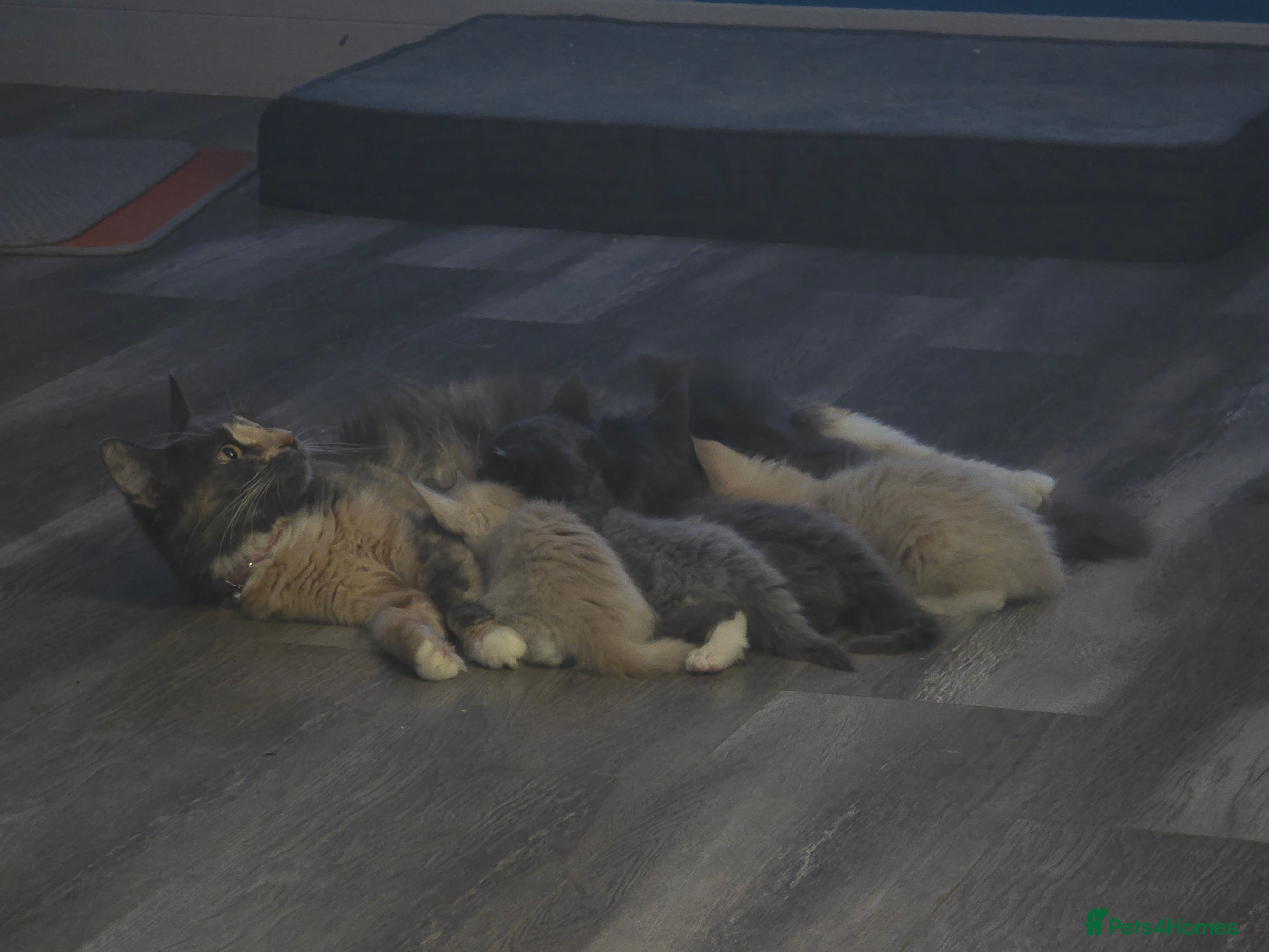 Maine Coon cats 3 male main coon kittens - Advert 1