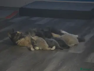 Maine Coon cats 3 male main coon kittens - Advert 5