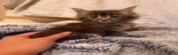 Maine Coon cats for sale: Xl Maine coons for sale - Advert 12