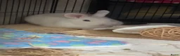Mixed Breed rabbits for sale: cute netherland dwarf cross single mane lionhead in Barnsley - Advert 2