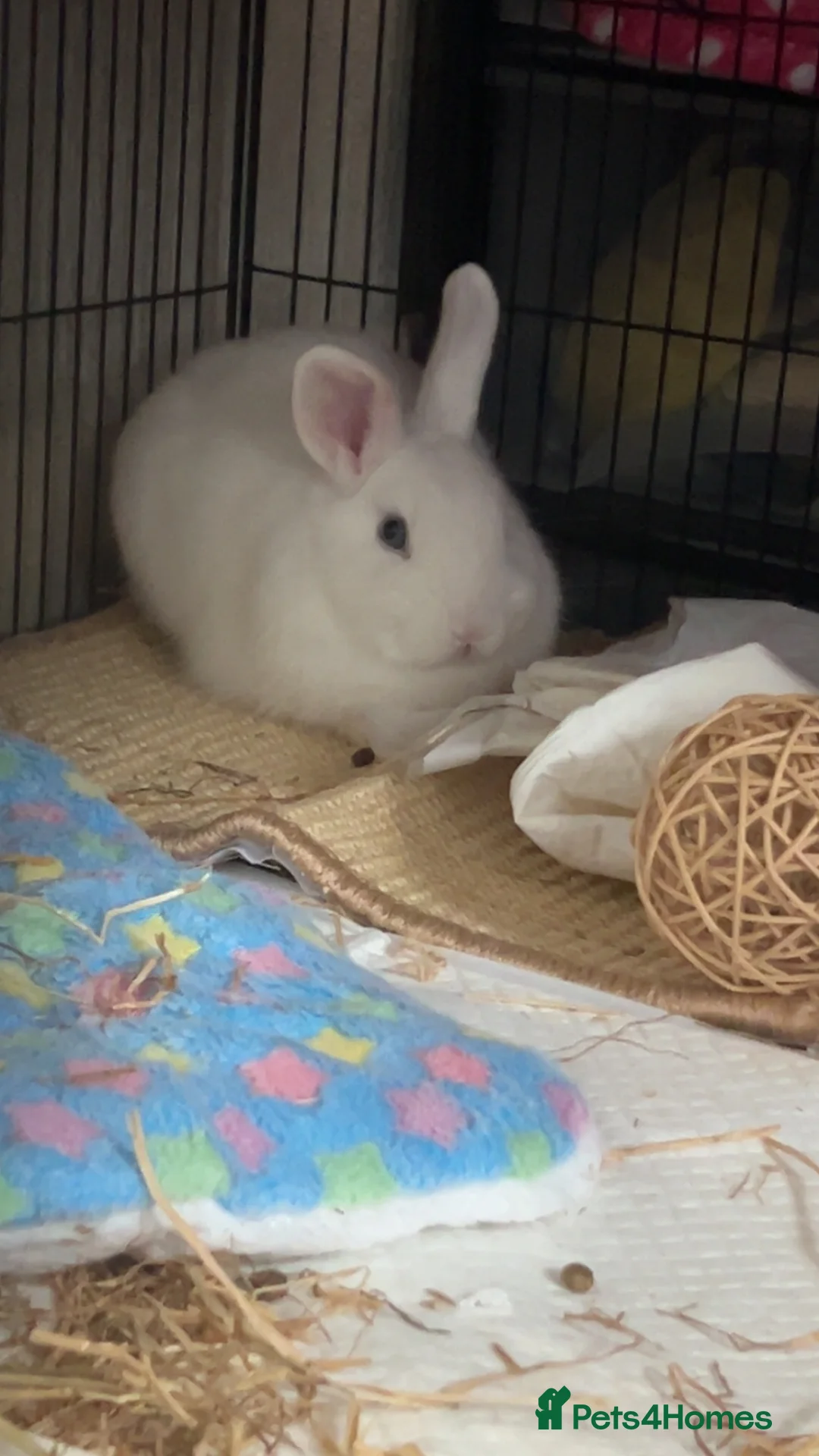Mixed Breed rabbits for sale: cute netherland dwarf cross single mane lionhead in Barnsley - Advert 2