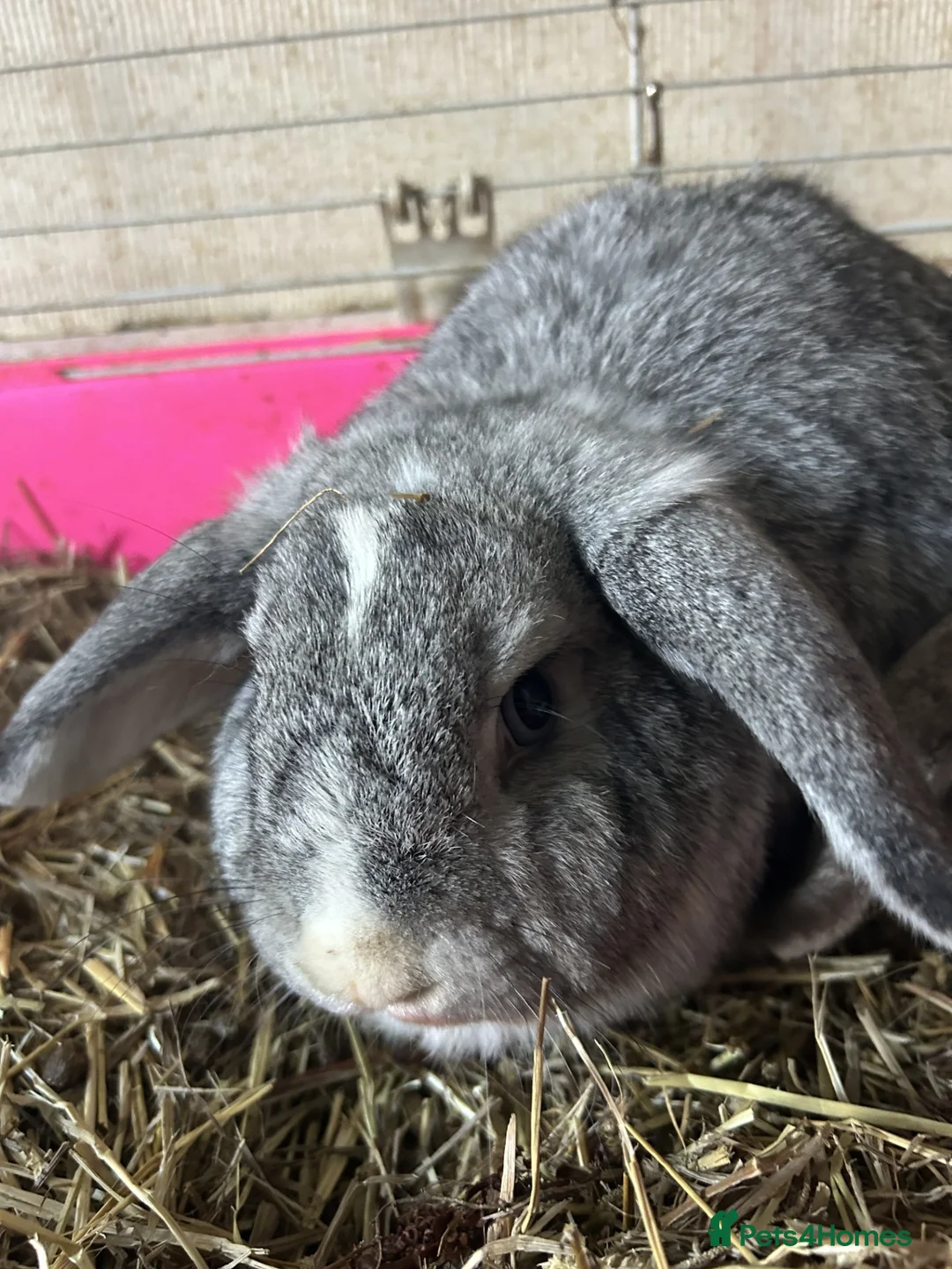 Mixed Breed rabbits for sale: Two beautiful girl rabbits for sale in Stoke-on-Trent - Advert 4