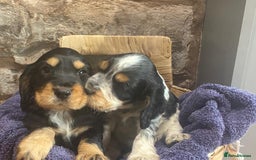 Cocker Spaniel dogs for sale: Kc - Beautiful show type cocker spaniel puppies  - Image 24