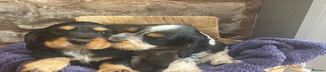 Cocker Spaniel Puppy 2