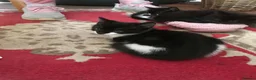 Mixed Breed cats for sale: Kittens  in Tamworth - Advert 2