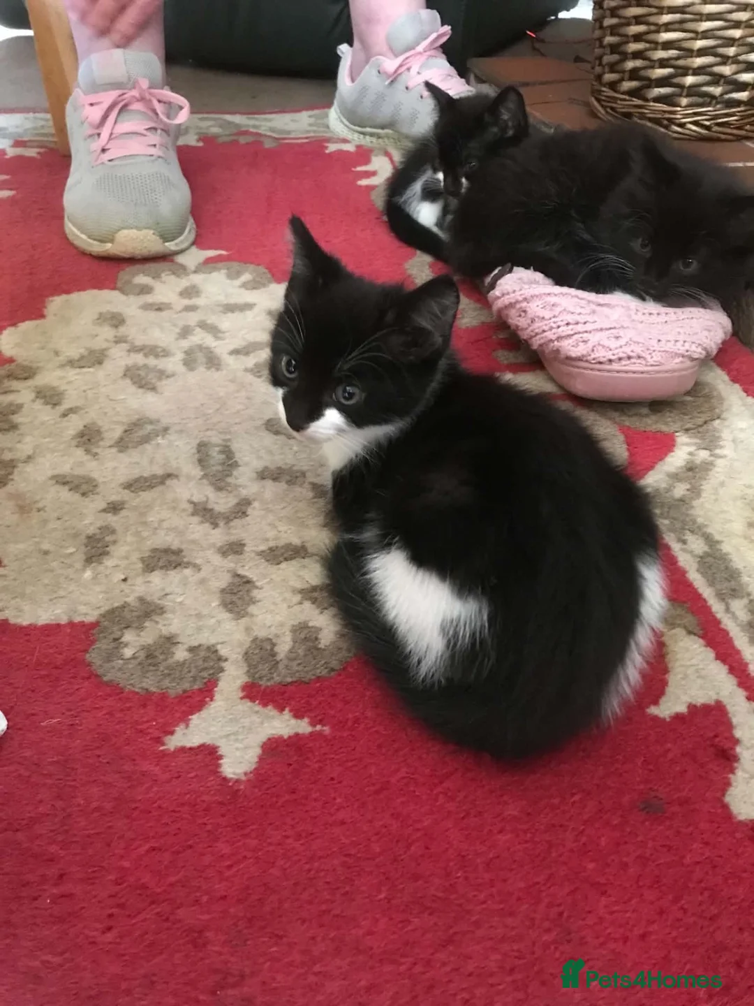 Mixed Breed cats for sale: Kittens  in Tamworth - Advert 2