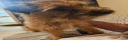 Mixed Breed dogs for sale: Teddy border terrier cross 4yrs in Wigan - Advert 5