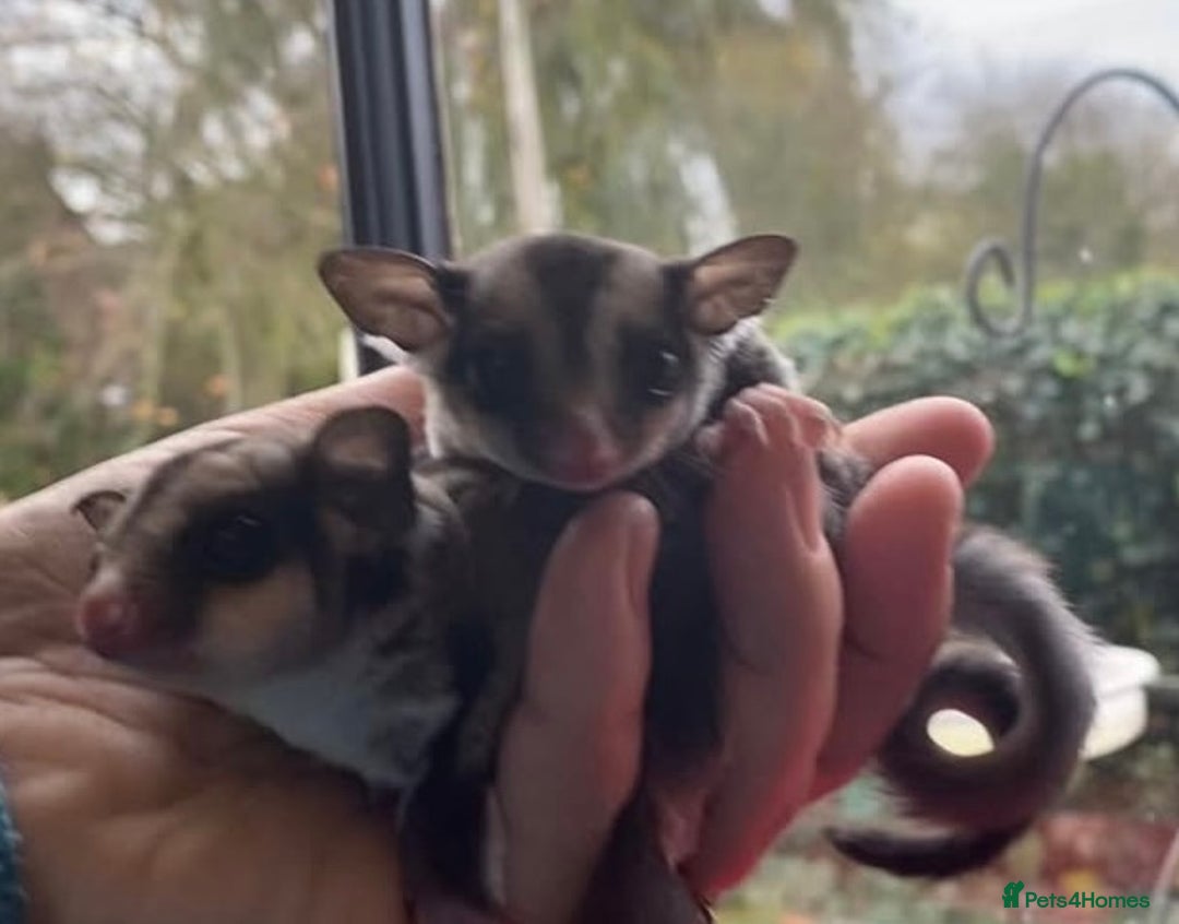 Sugar Glider rodents for sale: Sugar Gliders available to suitable homes - Advert 11