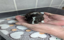 Guinea Pig rodents for sale: 4 baby boy guinea pigs  - Image 11