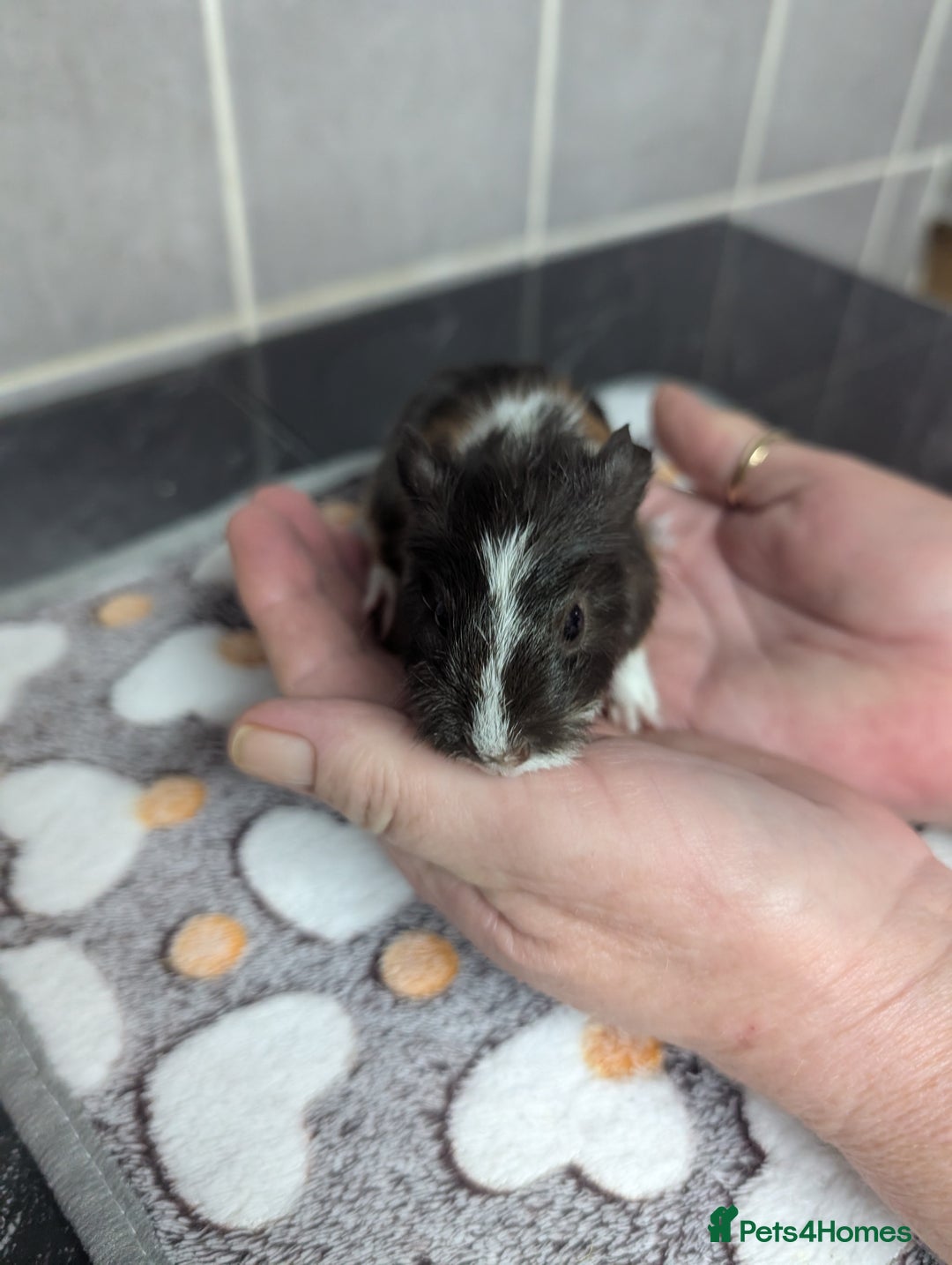 Guinea Pig rodents for sale: 4 baby boy guinea pigs  - Image 11