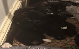 Mixed Breed cats for sale: 4 Kittens for sale  - Image 15