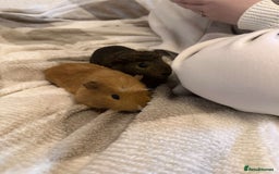 Guinea Pig rodents for sale: 2 10 month old Guinea Pigs for sale  - Image 4