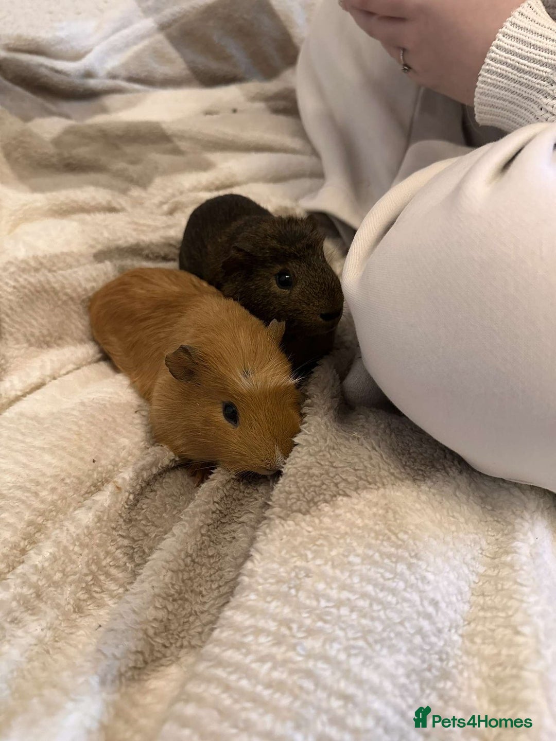 Guinea Pig rodents for sale: 2 10 month old Guinea Pigs for sale  - Image 4