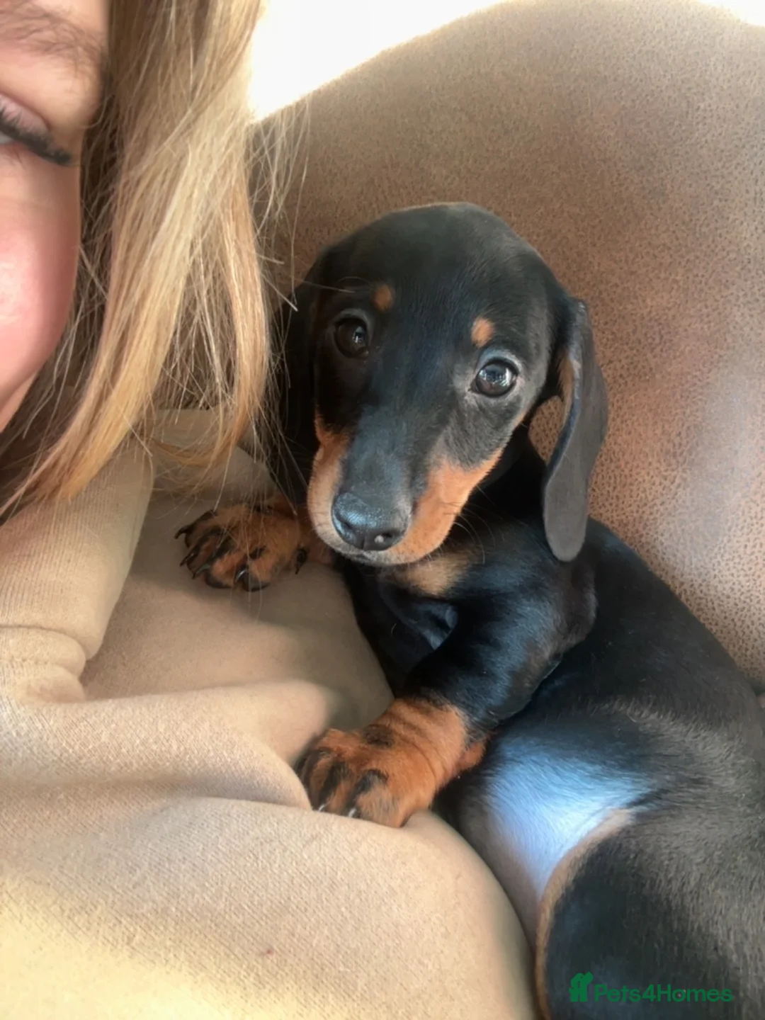 Dachshund dogs for sale: miss mabel  - Advert 3