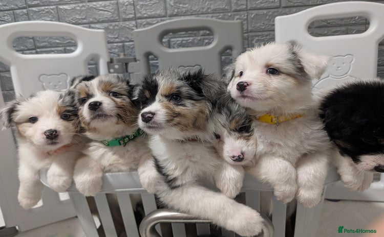 Australian Shepherd dogs KC Registered Australian Shepherd Puppies - Advert 1