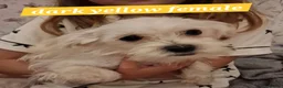 Mixed Breed dogs for sale: Bichon freise cross Bichon terrier  - Advert 7