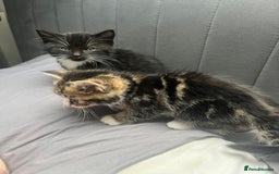Bengal cats for sale: Bengal cross tabby girl kittens  - Advert 3
