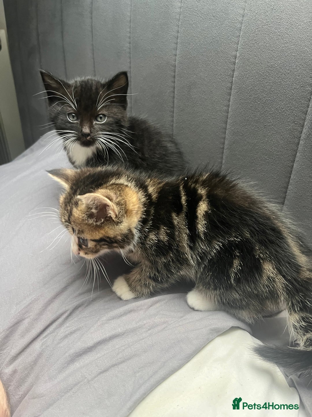 Bengal cats for sale: Bengal cross tabby girl kittens  - Advert 3