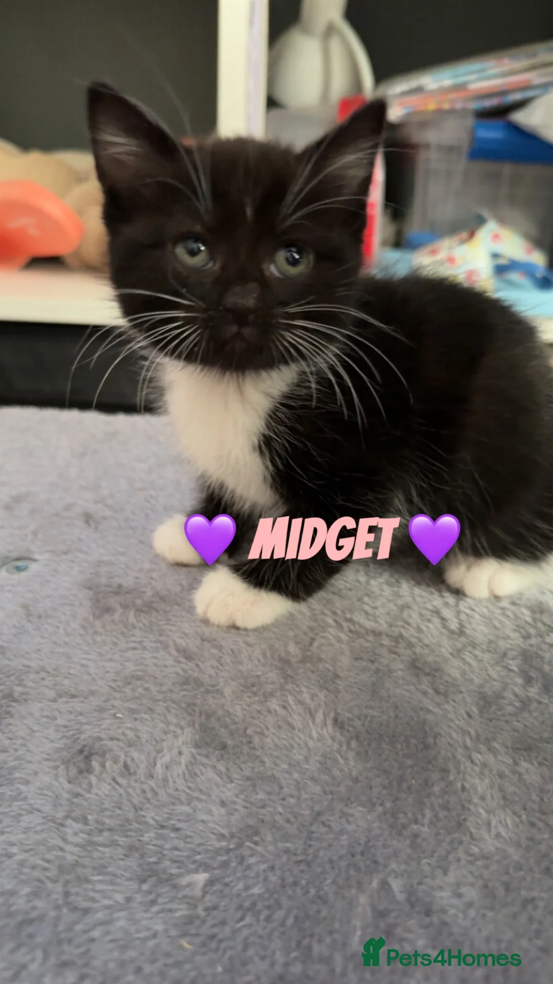 Domestic Shorthair cats for sale: Maple, Moose & Midget in Scunthorpe - Advert 6