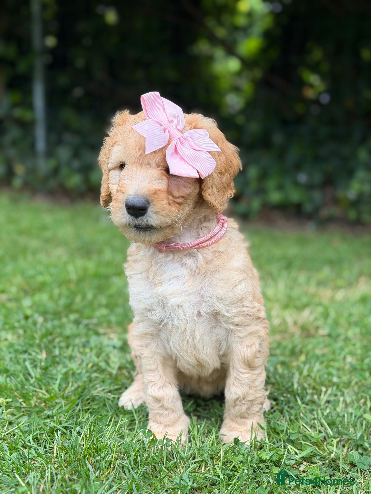 Mixed Breed dogs for sale: Adorable Australian fleece/wool Labradoodles - Advert 37