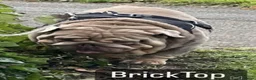 English Bulldog dogs for stud: FOR STUD Stunning male - Advert 2