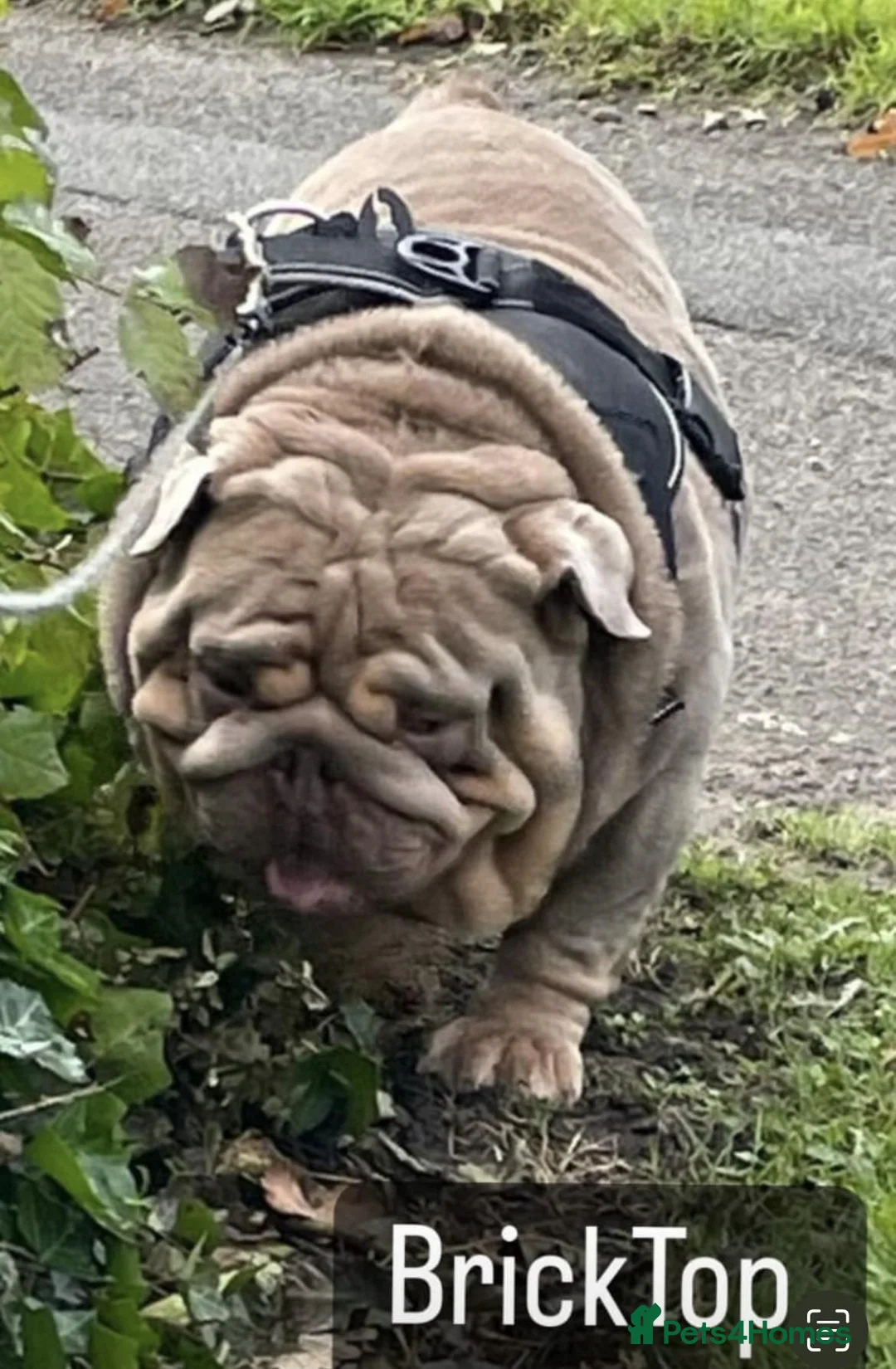 English Bulldog dogs for stud: FOR STUD Stunning male - Advert 2