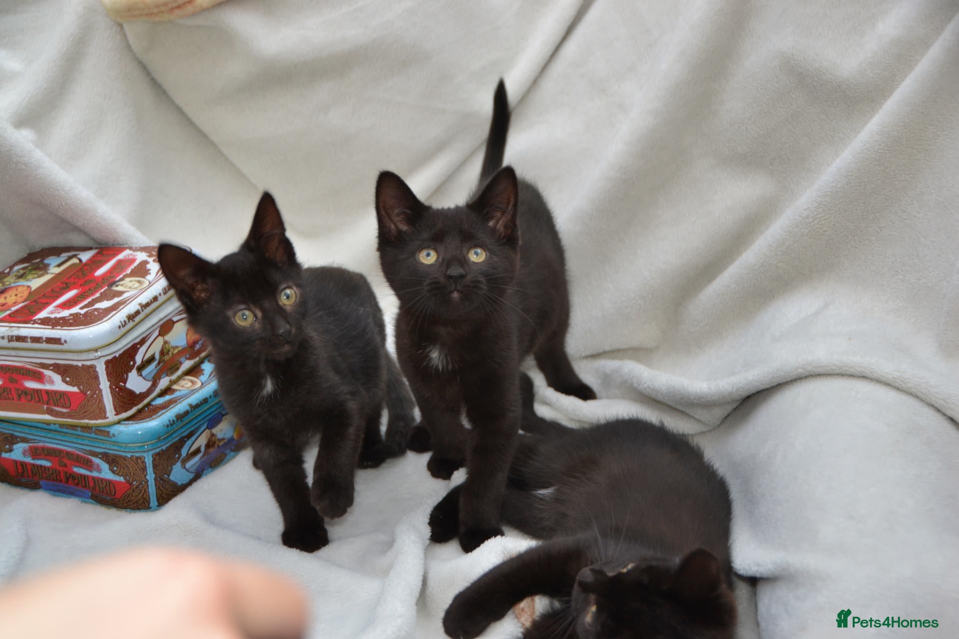 Mixed Breed cats Beautiful Maine Coon/Bombay Mix Kittens! - Advert 1