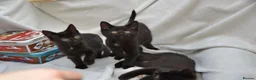 Mixed Breed cats for sale: Beautiful Maine Coon/Bombay Mix Kittens! - Advert 6