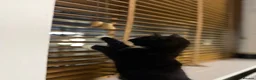 Mixed Breed cats for sale: Adorable Kittens Ready for Their Forever Homes🐾 - Advert 17
