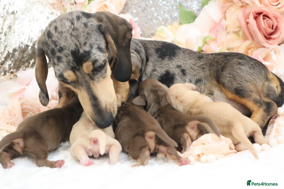 Miniature Dachshund dogs for sale: KC Miniature Dachshund Puppies - Image 13