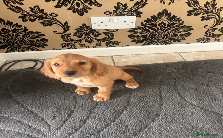 Cocker Spaniel dogs - Advert 2